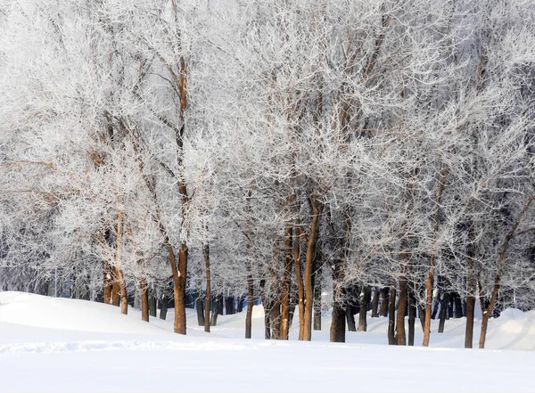冬季景观 霜霜在树上 雾蒸发的水 蓝蓝的天空 阳光灿烂的日子 不透明的空气饱和水蒸气 充满阳光的明亮的光 — 图库照片