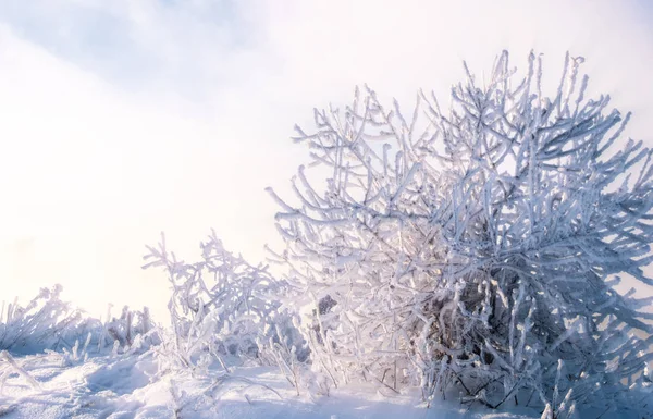 Winterlandschaft Scheint Die Sonne Die Fotokamera Bäume Und Grasfrost Wasser — Stockfoto