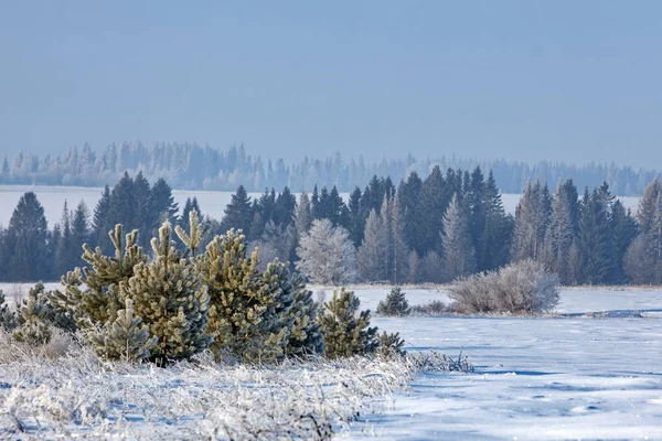 Winterlandschaft Junge Kiefern Der Schneeweiße Schnee Makellos Weiß Nadelbaum Mit — Stockfoto