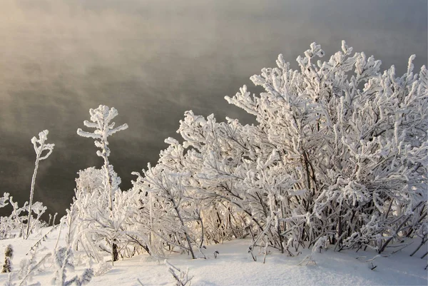 Winterlandschap Bomen Struiken Met Rijm Het Water Rivier Drijvende Mist — Stockfoto