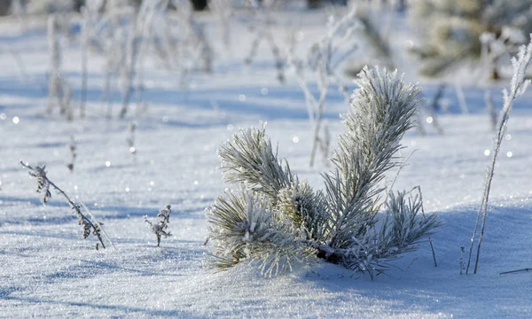 Winter Landscape Young Pine Trees Snow White Snow Immaculately White — Stock Photo, Image