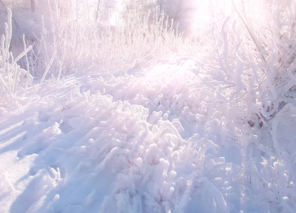 Winterlandschap Frost Frost Bomen Nevel Verdamping Van Water Blauwe Hemel — Stockfoto