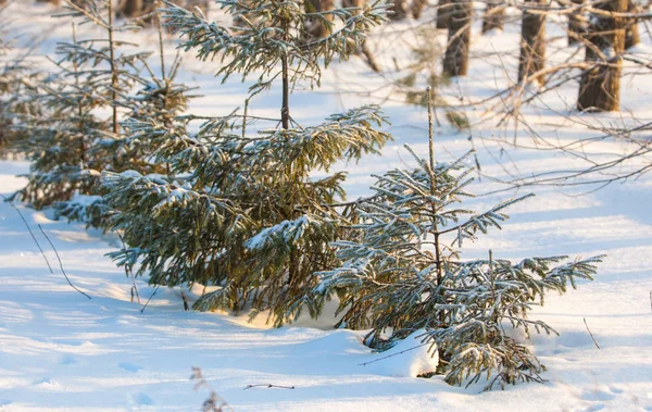 冬季景观 年轻的松树 雪白的雪 完美的白色 针叶树与长的针和圆圆的圆锥 — 图库照片