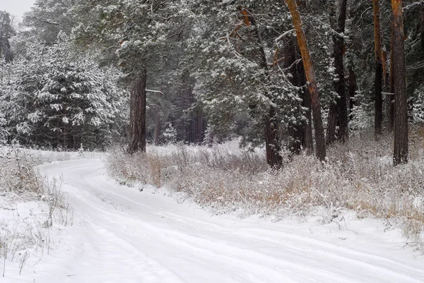 Zimowy Mróz Mrozu Śnieg Drzewa Najzimniejszy Okres Roku Silny Zimny — Zdjęcie stockowe
