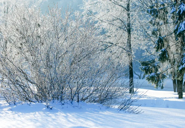 Zimowy Krajobraz Frost Szron Drzewach Mgły Parowania Wody Błękitne Niebo — Zdjęcie stockowe