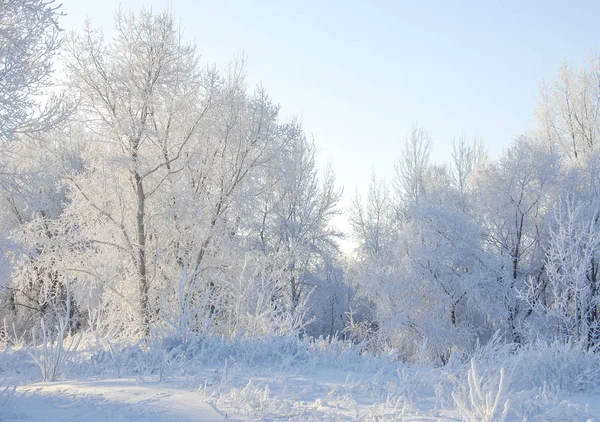 Winterlandschap Frost Frost Bomen Nevel Verdamping Van Water Blauwe Hemel — Stockfoto