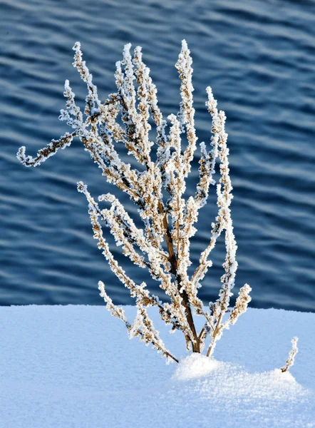 Winter Landscape Trees Bushes Hoarfrost Water River Floating Mist Cold — Stock Photo, Image