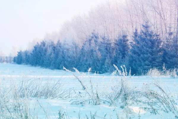 Winter Landscape Frost Frost Trees Mist Evaporation Water Blue Sky — Stock Photo, Image