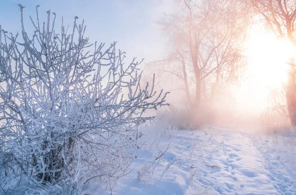 Winter landscape. The sun shines in the photo camera. the trees and grass frost. water in the river heavy fog