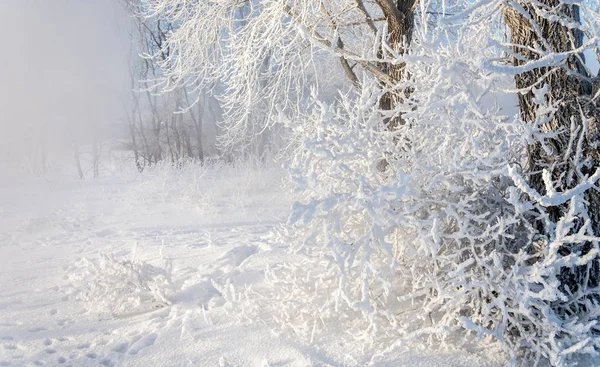 冬の風景 木に霜霜 霧の水の蒸発 青い空 晴れた日 太陽の明るい光満ちている不透明な空気 水蒸気飽和状態 — ストック写真