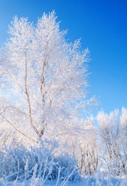 Kış manzarası. Frost Frost'un ağaçlar üzerinde. Su buharlaşma sis. Mavi gökyüzü. Güneşli bir gün. Opak hava su buharı, güneşin parlak ışık dolu ile doymuş