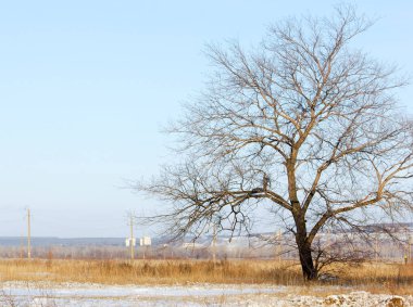 Sonbahar manzara. İlk kar. Beyaz pul şeklinde yağış temsil eden buz kristalleri,