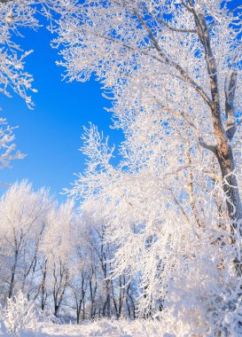 Kış manzarası. Frost Frost'un ağaçlar üzerinde. Su buharlaşma sis. Mavi gökyüzü. Güneşli bir gün. Opak hava su buharı, güneşin parlak ışık dolu ile doymuş