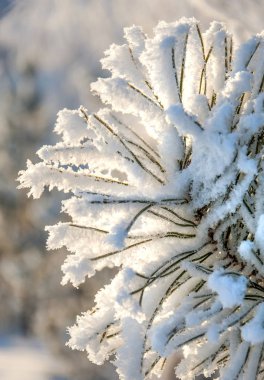 Kış manzarası. Frost Frost'un ağaçlar üzerinde. Su buharlaşma sis. Mavi gökyüzü. Güneşli bir gün. Opak hava su buharı, güneşin parlak ışık dolu ile doymuş