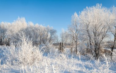 Kış manzarası. Ağaçlar ve çalılar ile hoarfrost. Sis yüzen nehir su. soğuk sezon. donmuş su buharı, kurulmuş bir grimsi-beyaz kristal depozito temizleyin hala bitki örtüsü hava
