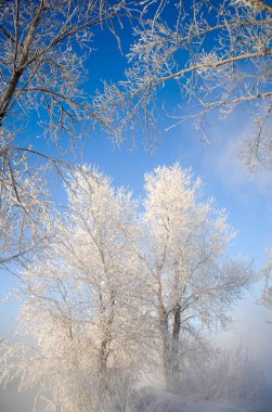 Kış manzarası. Yükselen güneş kış parkta. Kış sis sabahın erken saatlerinde açık havada