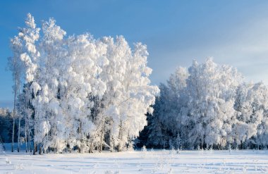 Kış manzarası. Frost Frost'un ağaçlar üzerinde. Su buharlaşma sis. Mavi gökyüzü. Güneşli bir gün. Opak hava su buharı, güneşin parlak ışık dolu ile doymuş