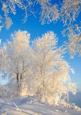 Kış manzarası. Ağaçlar ve çalılar ile hoarfrost. Sis yüzen nehir su. soğuk sezon. donmuş su buharı, kurulmuş bir grimsi-beyaz kristal depozito temizleyin hala bitki örtüsü hava
