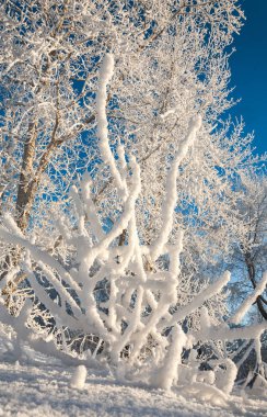Kış manzarası. Ağaçlar ve çalılar ile hoarfrost. Sis yüzen nehir su. soğuk sezon. donmuş su buharı, kurulmuş bir grimsi-beyaz kristal depozito temizleyin hala bitki örtüsü hava