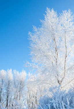 Kış manzarası. Frost Frost'un ağaçlar üzerinde. Su buharlaşma sis. Mavi gökyüzü. Güneşli bir gün. Opak hava su buharı, güneşin parlak ışık dolu ile doymuş