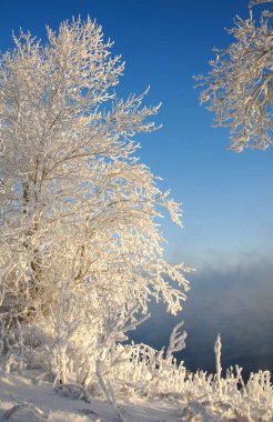 Kış manzarası. Ağaçlar ve çalılar ile hoarfrost. Sis yüzen nehir su. soğuk sezon. donmuş su buharı, kurulmuş bir grimsi-beyaz kristal depozito temizleyin hala bitki örtüsü hava