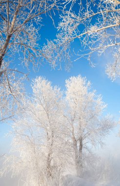 Kış manzarası. Frost Frost'un ağaçlar üzerinde. Su buharlaşma sis. Mavi gökyüzü. Güneşli bir gün. Opak hava su buharı, güneşin parlak ışık dolu ile doymuş