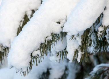 Kış manzarası. Frost Frost'un ağaçlar üzerinde. Aşırı soğuk. hoarfrost. donmuş su buharı, kurulmuş bir grimsi-beyaz kristal depozito temizleyin hala bitki örtüsü hava
