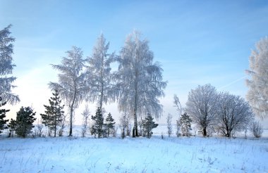 Kış manzarası. Frost Frost'un ağaçlar üzerinde. Aşırı soğuk. hoarfrost. donmuş su buharı, kurulmuş bir grimsi-beyaz kristal depozito temizleyin hala bitki örtüsü hava