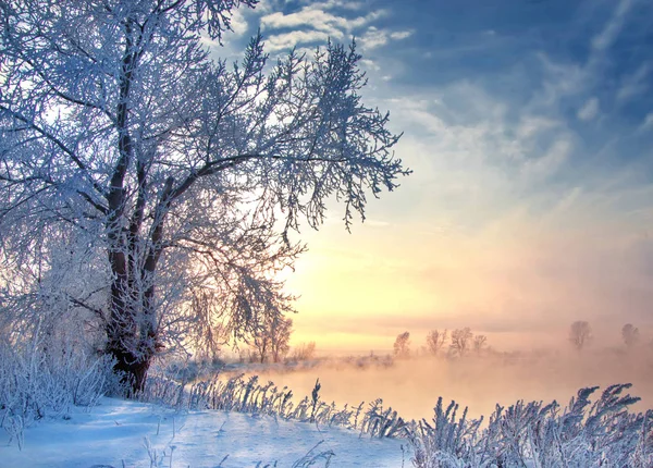 冬季景观。相机拍照，太阳照耀着。树木 — 图库照片