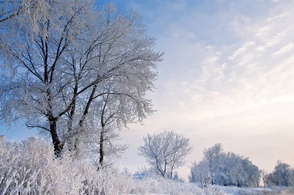 Zima Jest Bardzo Zimno Drzewa Pokryte Mróz — Zdjęcie stockowe
