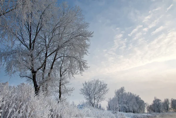 Zimowy Krajobraz Frost Szron Drzewach Mgły Parowania Wody Błękitne Niebo — Zdjęcie stockowe