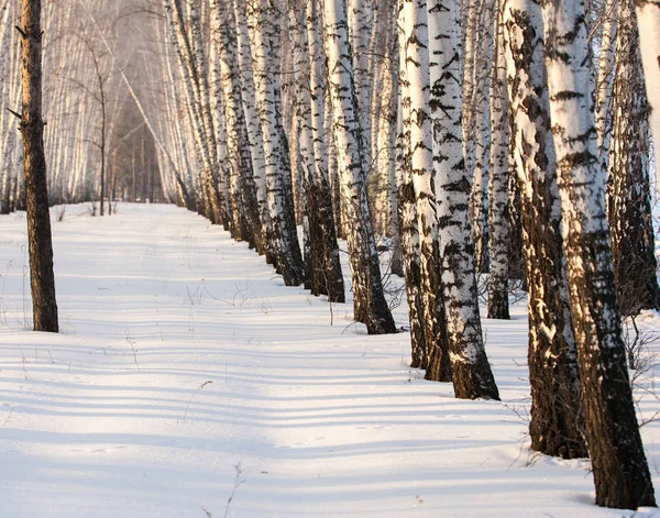 Zimowy Krajobraz Aleja Drzew Brzozy Biały Śnieg Światło Boku — Zdjęcie stockowe