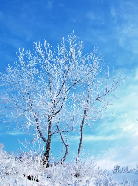 Winterlandschaft Frostbeulen Den Bäumen Wassernebel Verdunstet Blauer Himmel Sonniger Tag — Stockfoto