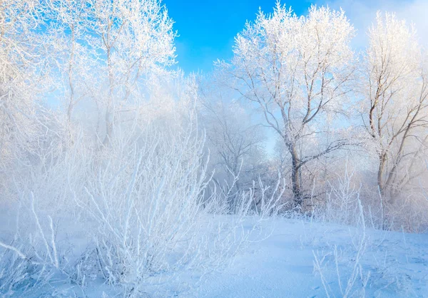 Winter Landscape Frost Frost Trees Mist Evaporation Water Blue Sky — Stock Photo, Image