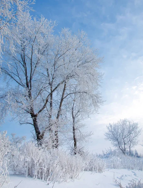 Kış Manzarası Frost Frost Ağaçlar Üzerinde Buharlaşma Sis Mavi Gökyüzü — Stok fotoğraf