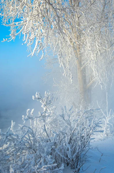 Kış Manzarası Ağaçlar Çalılar Ile Hoarfrost Sis Yüzen Nehir Soğuk — Stok fotoğraf
