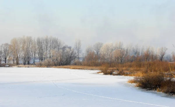 冬の風景 や茂み霧氷と 霧に浮かぶ川の水 寒い季節 形成された冷凍の水蒸気の灰白色の結晶沈殿物をクリアまだ植生の天気 — ストック写真