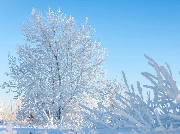 Zimowy Krajobraz Frost Szron Drzewach Mgły Parowania Wody Błękitne Niebo — Zdjęcie stockowe