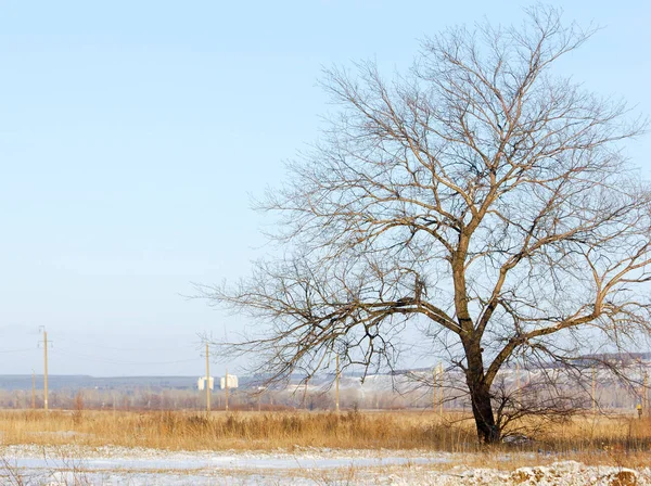 Herbstlandschaft Erster Schnee Niederschlag Form Weißer Flocken Stellt Eiskristalle Dar — Stockfoto