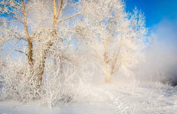 Paisaje Invernal Árboles Arbustos Con Escarcha Agua Río Niebla Flotante —  Fotos de Stock