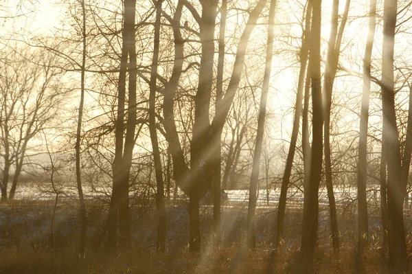 Winterlandschaft Scheint Die Sonne Die Fotokamera Bäume Und Grasfrost Wasser — Stockfoto