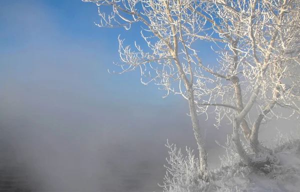 Зимовий Пейзаж Дерева Кущі Калюжами Вода Річці Плаває Туман Холодний — стокове фото