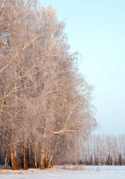 Зимний Пейзаж Мороз Деревьях Туман Испарения Воды Голубое Небо Солнечный — стоковое фото
