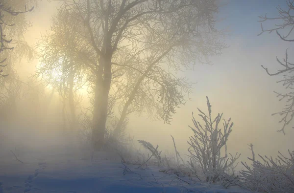 Paisaje Invernal Sol Brilla Cámara Fotográfica Los Árboles Las Heladas — Foto de Stock