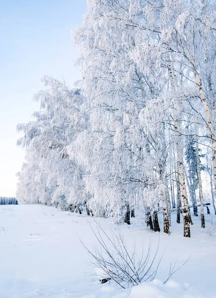 Winterlandschaft Frostbeulen Den Bäumen Wassernebel Verdunstet Blauer Himmel Sonniger Tag — Stockfoto