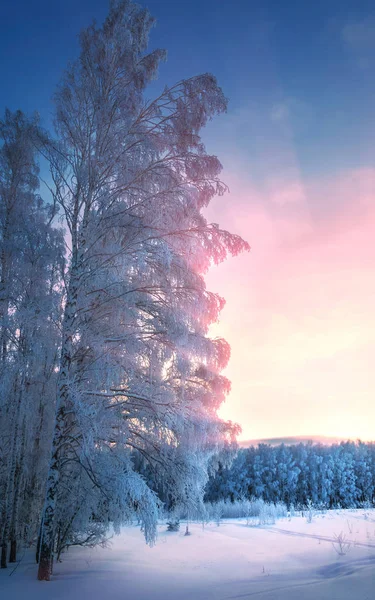 Kış manzarası. Frost Frost'un ağaçlar üzerinde. Sis buharlaşma — Stok fotoğraf