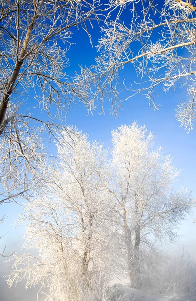 Paysage Hivernal Givre Sur Les Arbres Évaporation Brumeuse Eau Ciel — Photo