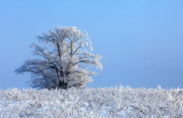 Zimowy Krajobraz Frost Szron Drzewach Mgły Parowania Wody Błękitne Niebo — Zdjęcie stockowe