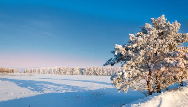 Paysage hivernal. Du givre sur les arbres. Évaporation brumeuse de — Photo