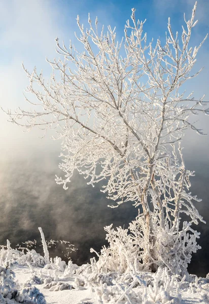 Zimní Krajina Stromy Keře Jinovatka Voda Řece Plovoucí Mlha Chladné — Stock fotografie